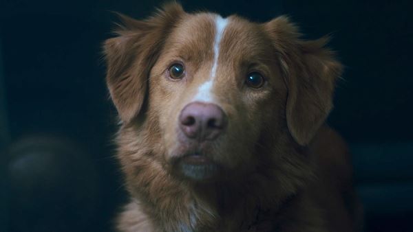 Горячий цех: Хоакин Феникс в огне, Гарри Меллинг на пепелище