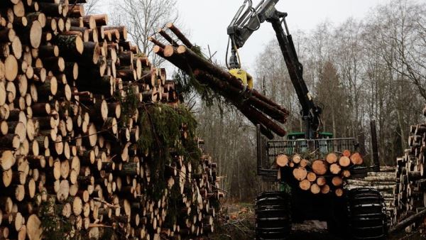 "Крупнейшая сделка": владелец IKEA приобретает лесные массивы в Латвии и Эстонии