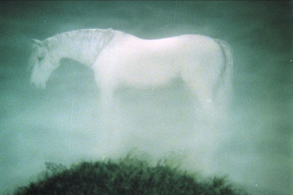 Мультфильму «Ежик в тумане» исполнилось 50 лет