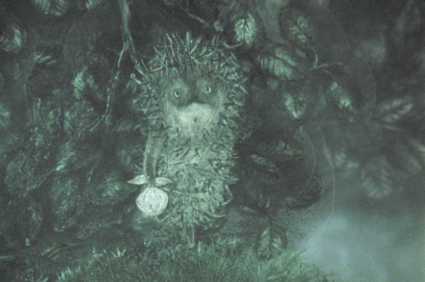 Мультфильму «Ежик в тумане» исполнилось 50 лет