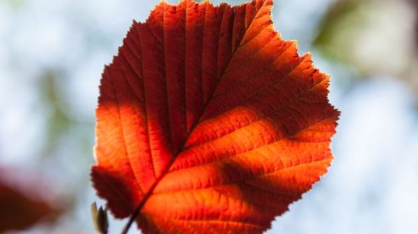 Когда наступит зима, и осень уступит ей место?