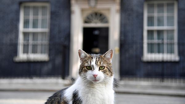 Канал Channel 4 снимет документальный сериал о коте британских премьер-министров